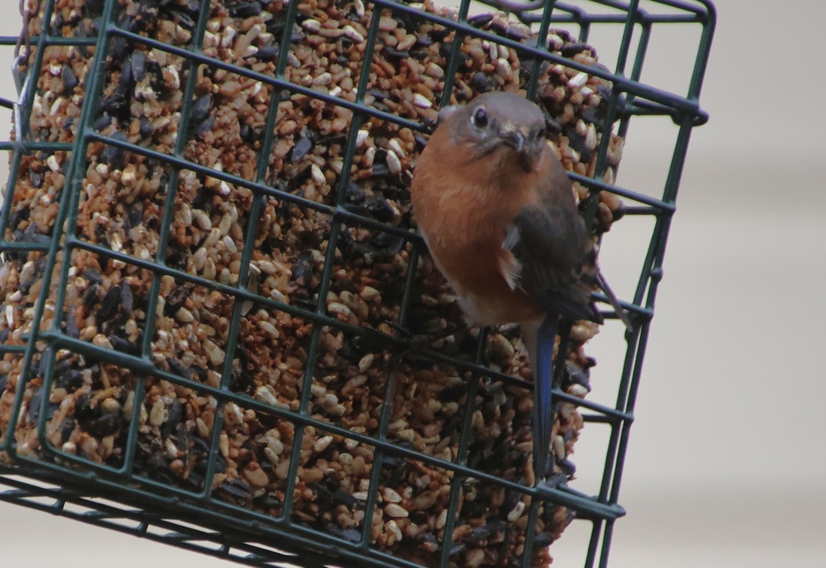 Eastern Bluebird - ML646521885