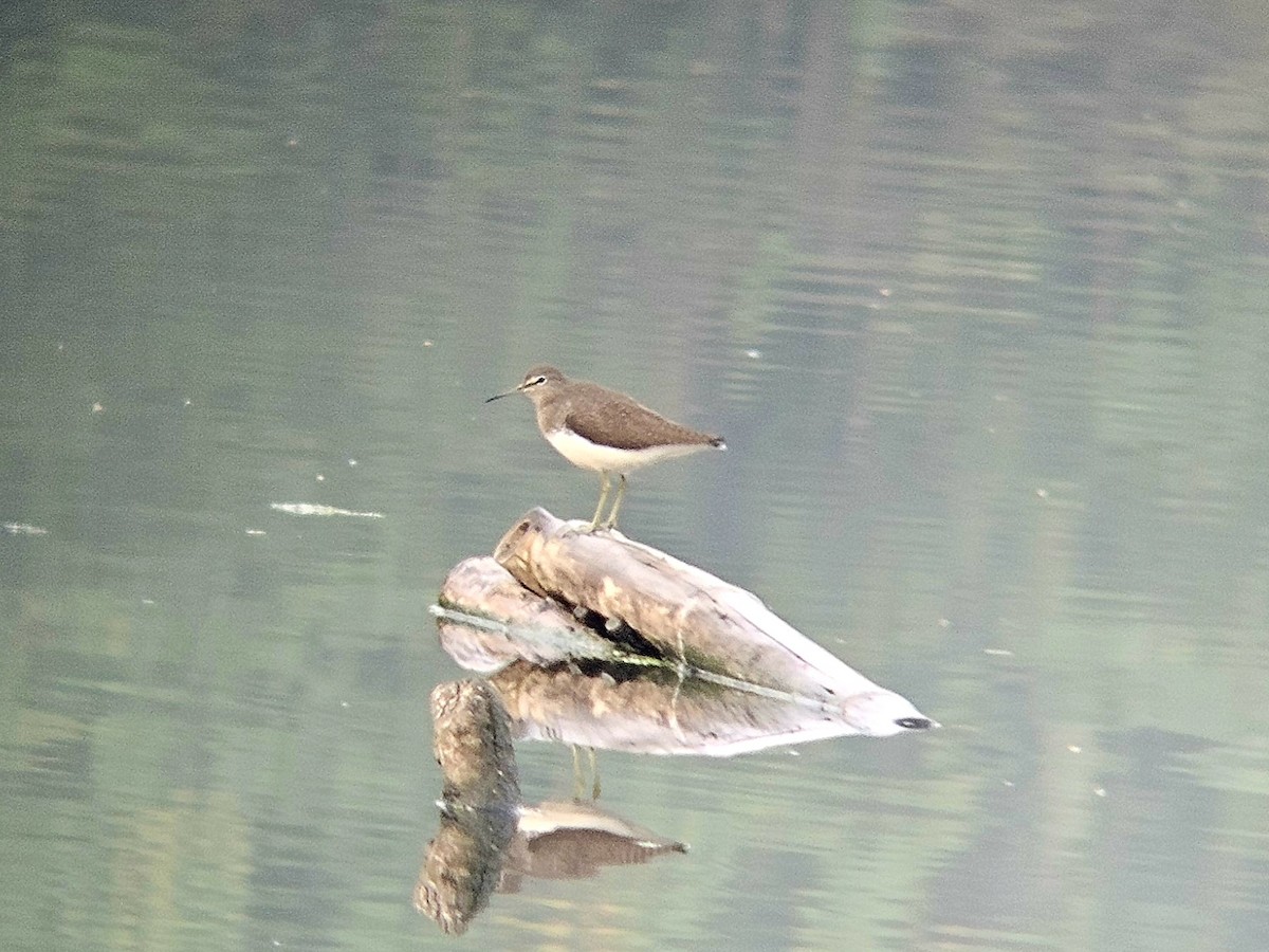 白腰草鷸 - ML646521887