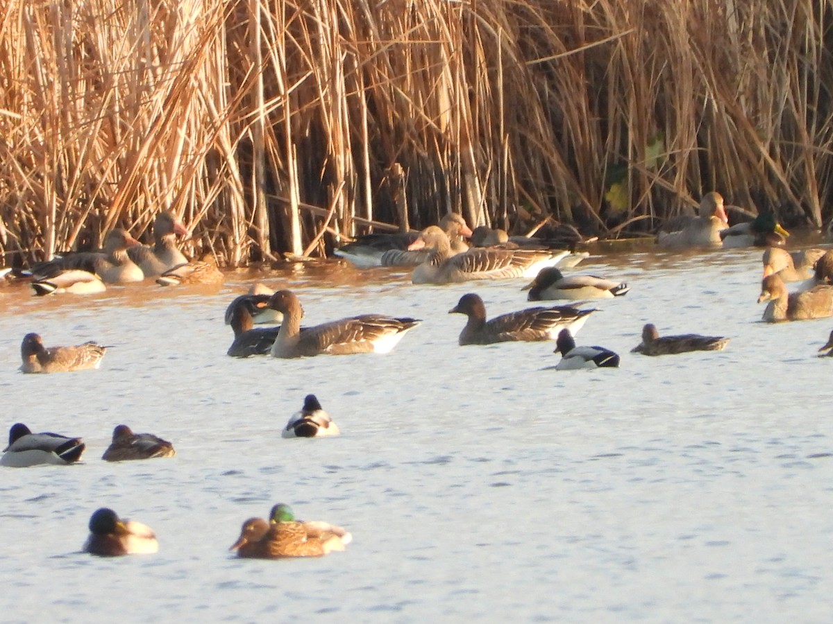 husa tundrová - ML646521892