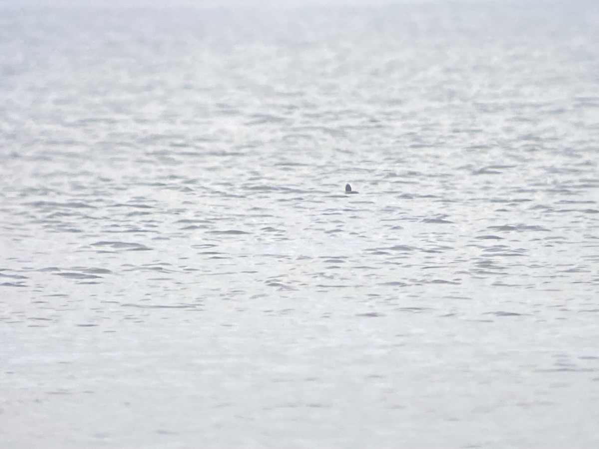 Greater Scaup - ML646521898