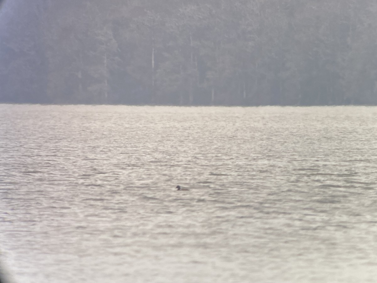 Greater Scaup - ML646521899