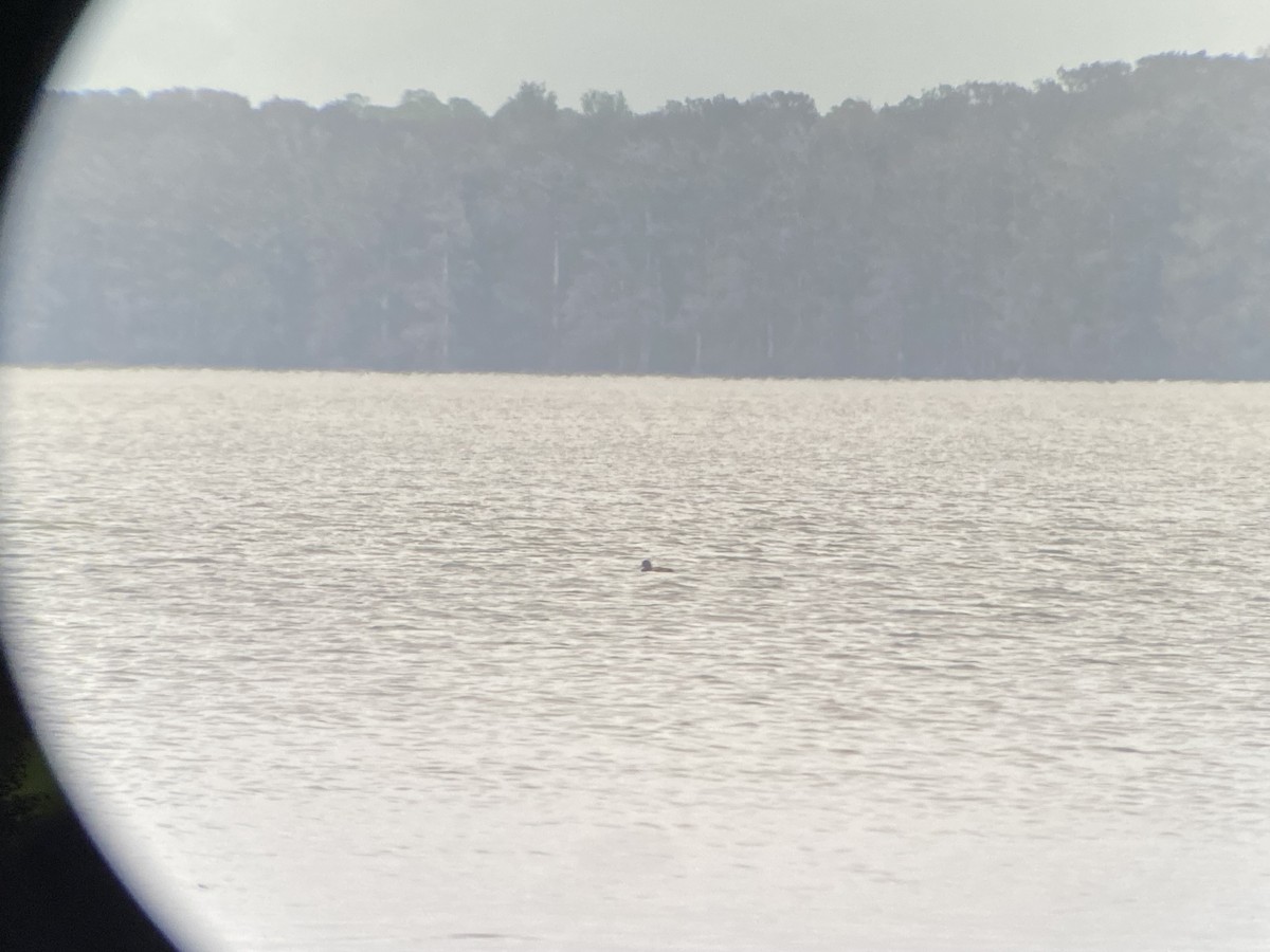 Greater Scaup - ML646521900