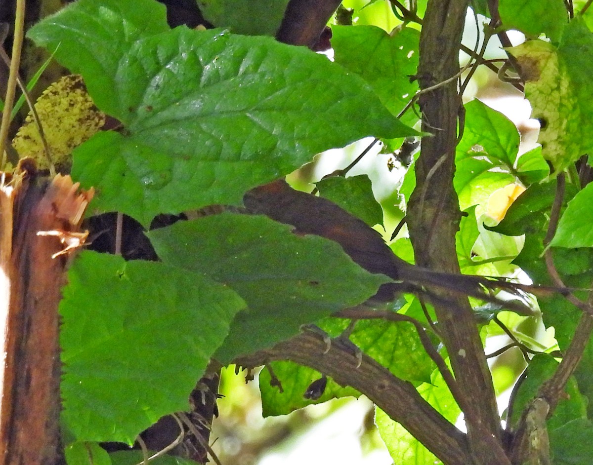 Azaradickichtschlüpfer - ML646521901