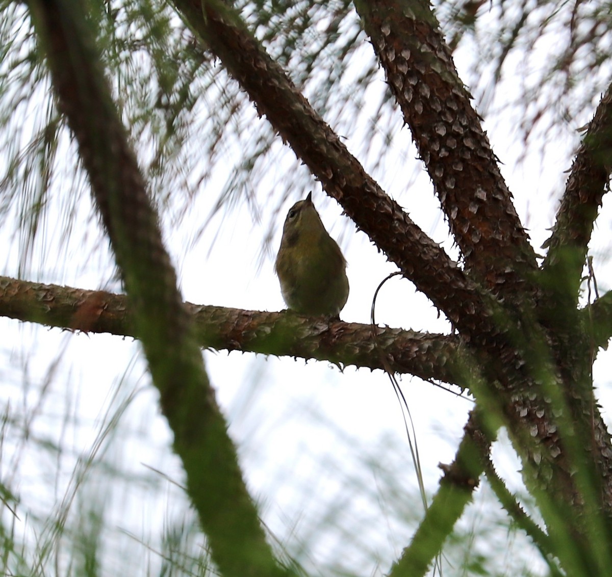 Paruline des pins - ML646521903