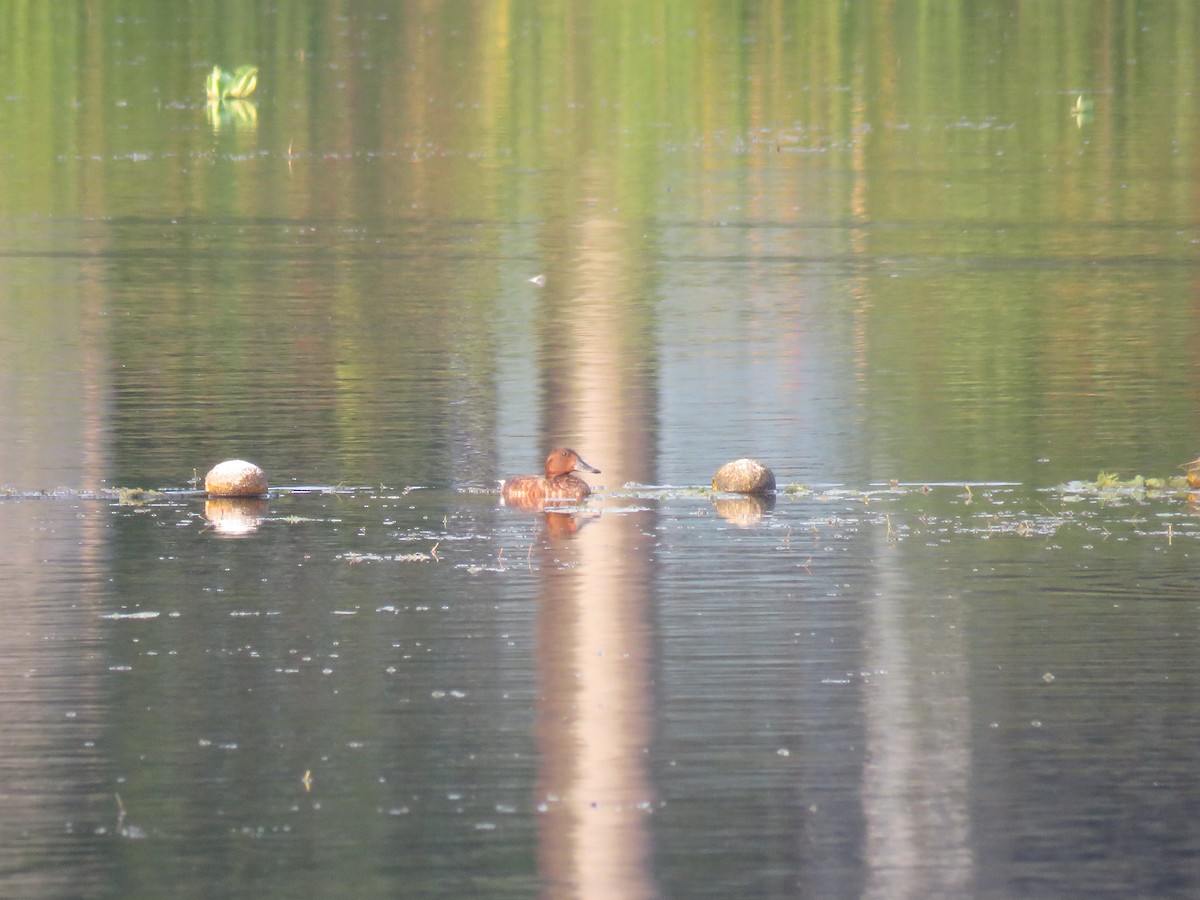 Ferruginous Duck - ML646521904