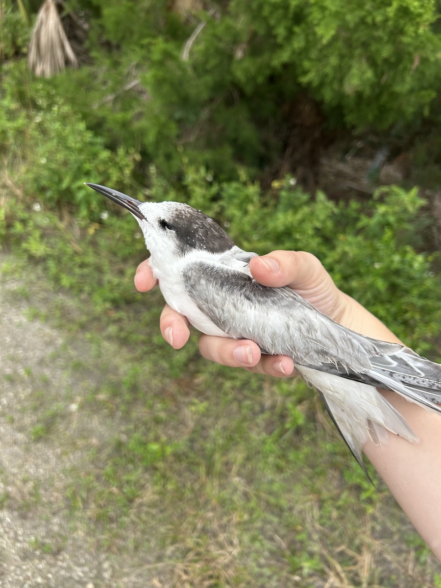 Common Tern (hirundo/tibetana) - ML646521907
