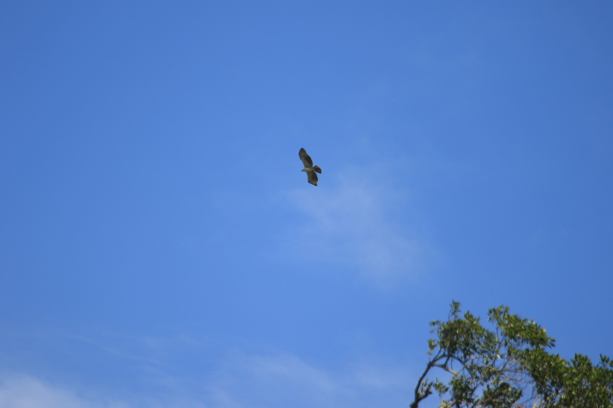 Kastanienbauchadler - ML646521909