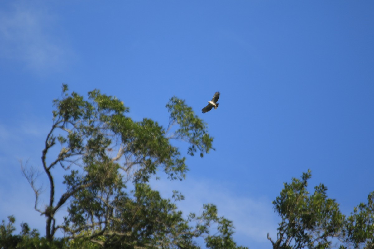 Kastanienbauchadler - ML646521910