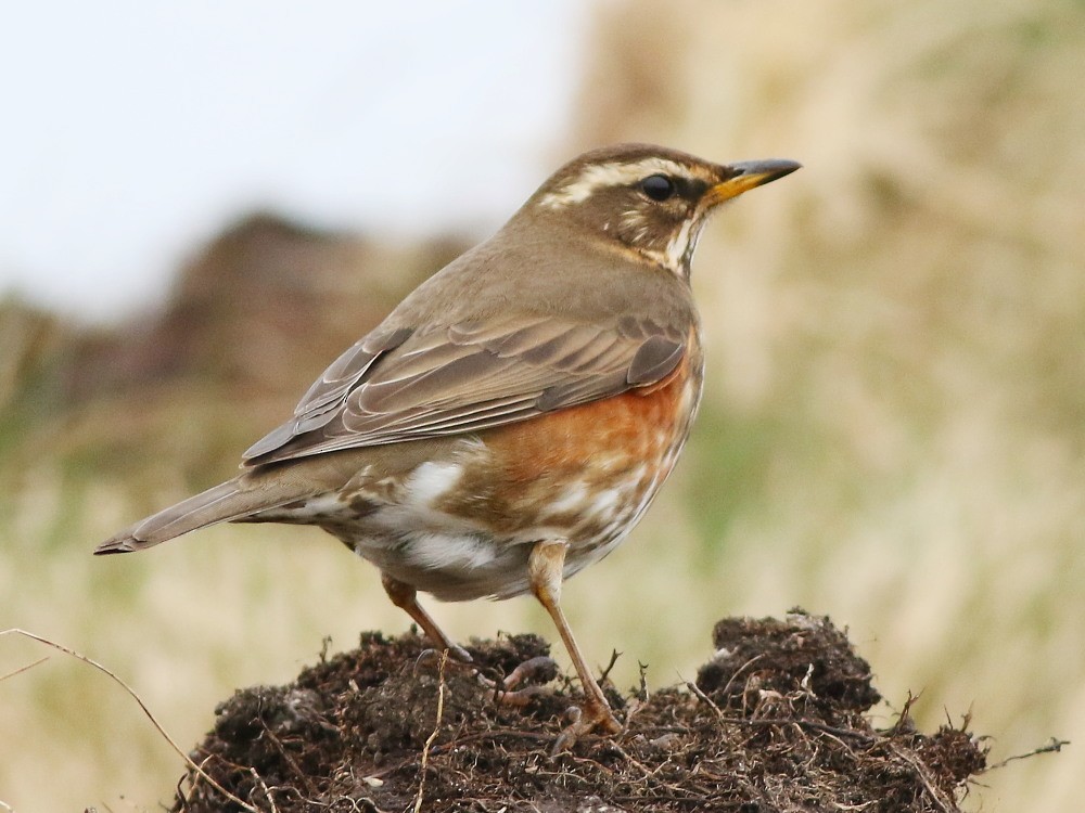 Redwing - ML646521915