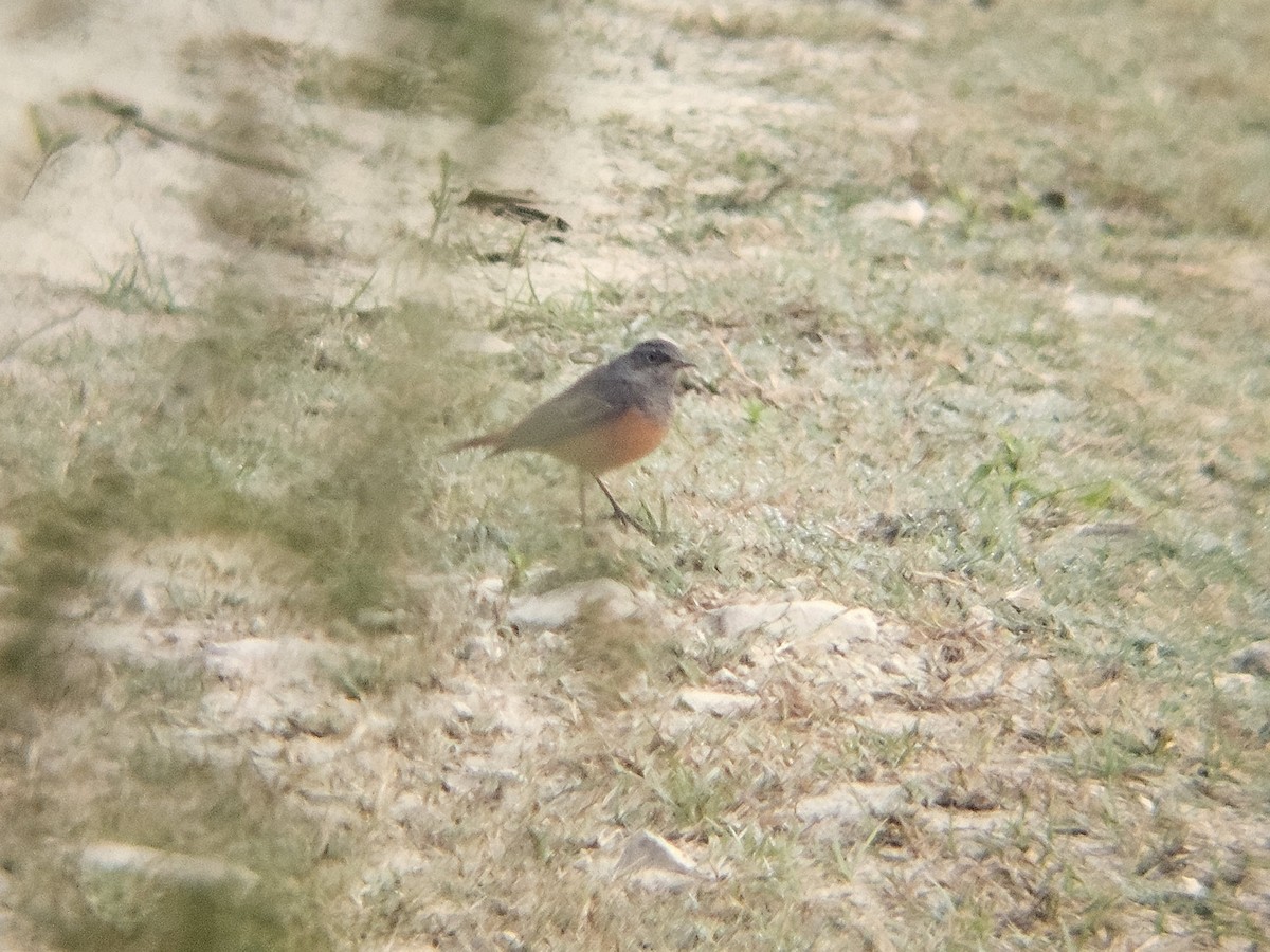 赭紅尾鴝 - ML646521917