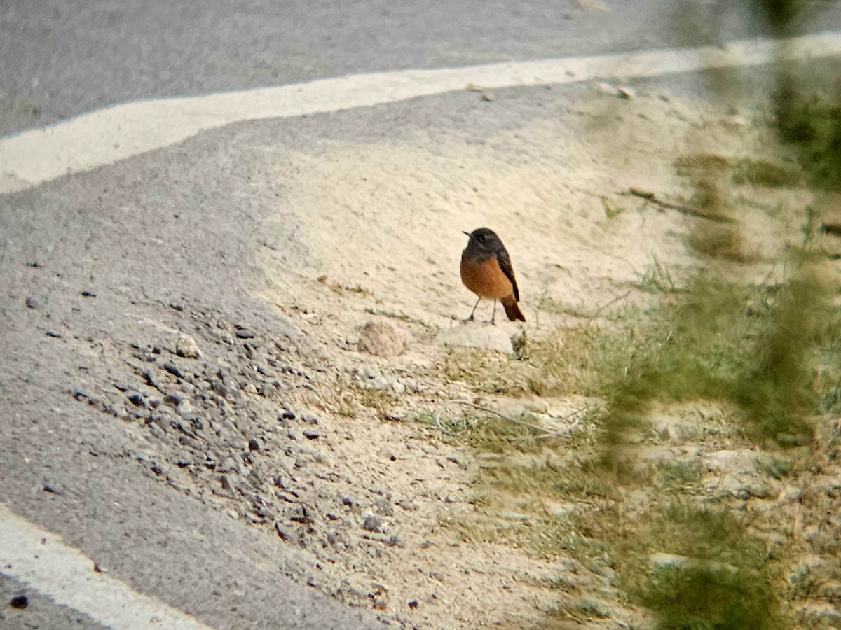 赭紅尾鴝 - ML646521918