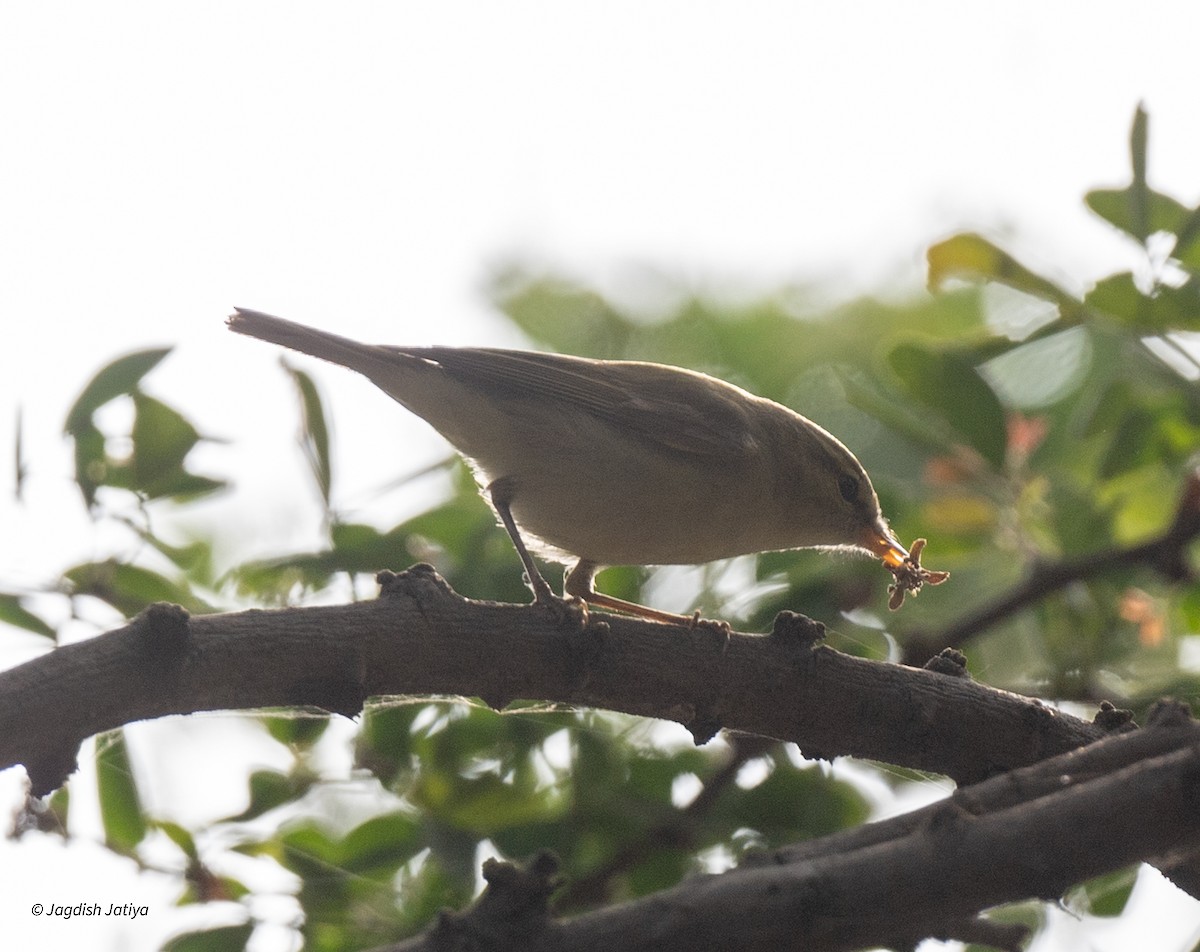 Küçük Mukallit - ML646521926