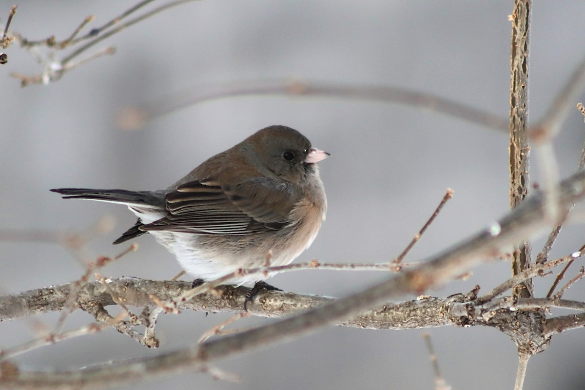 Junco Ojioscuro - ML646521927