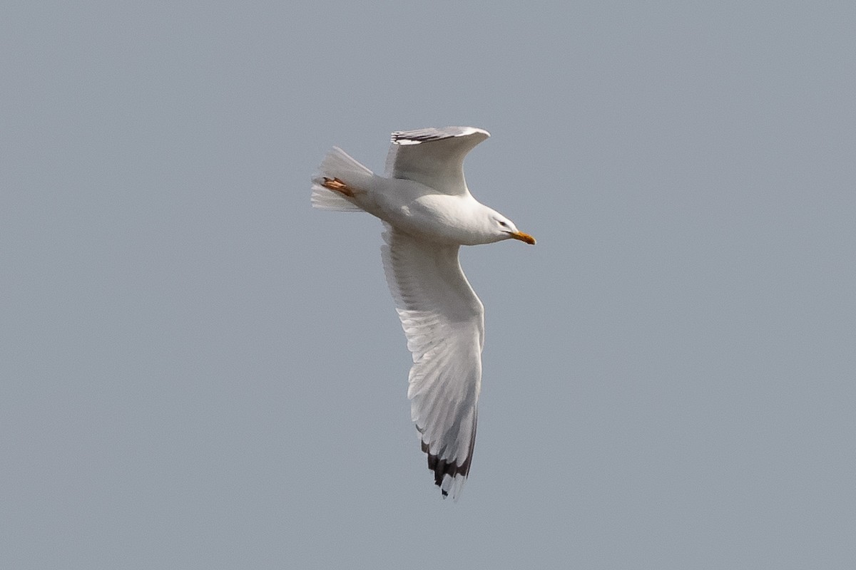 Caspian Gull - ML646521934