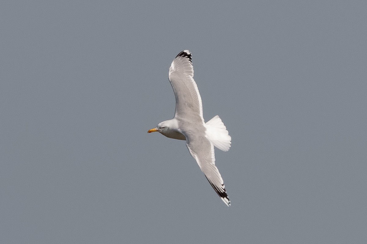 Caspian Gull - ML646521935