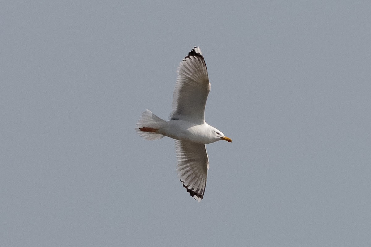 Caspian Gull - ML646521936