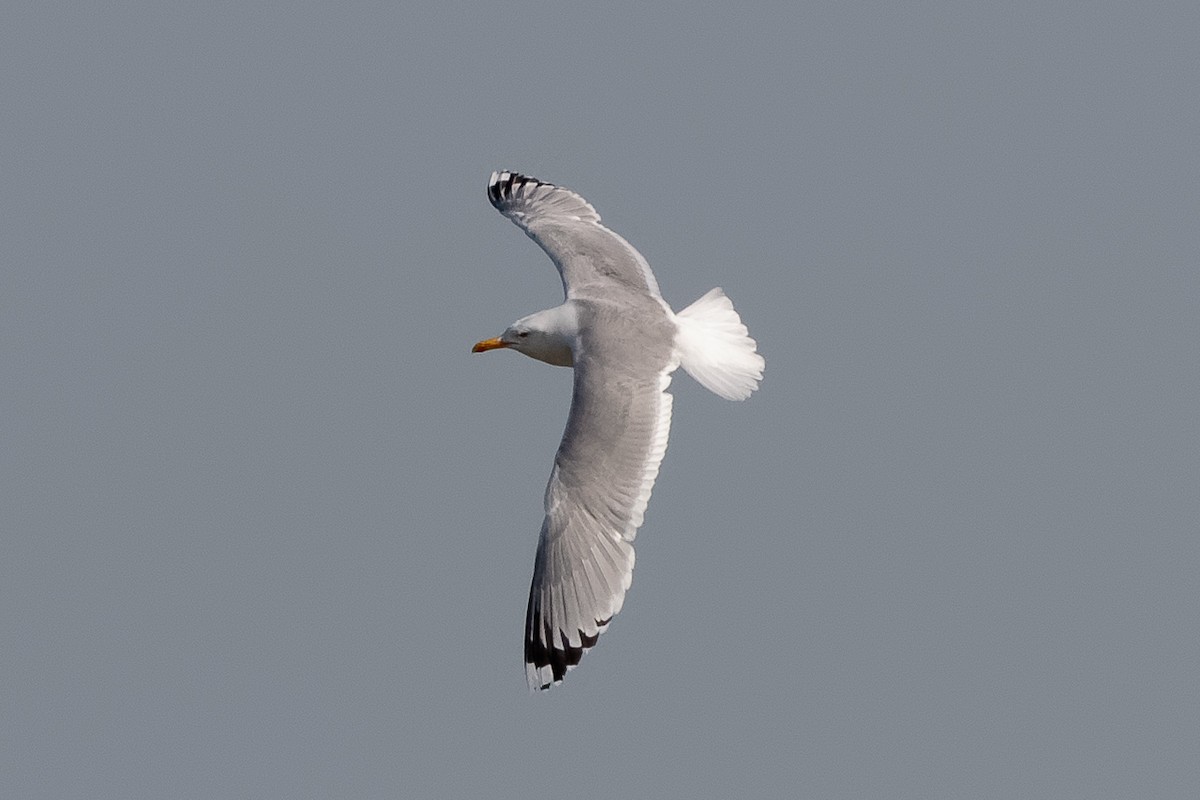 Caspian Gull - ML646521937