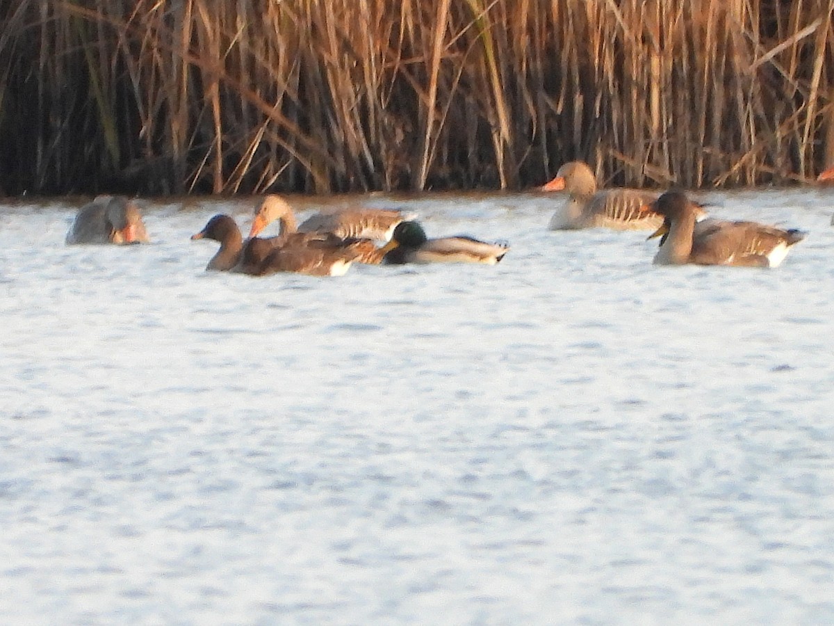 husa tundrová - ML646521938