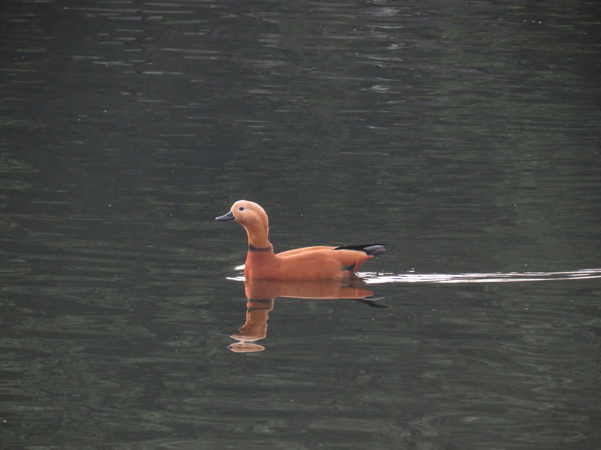 Ruddy Shelduck - ML646521939