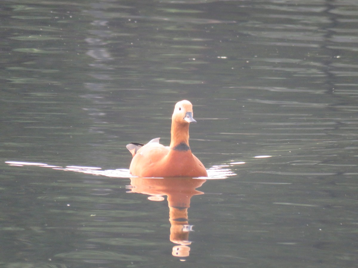Ruddy Shelduck - ML646521941