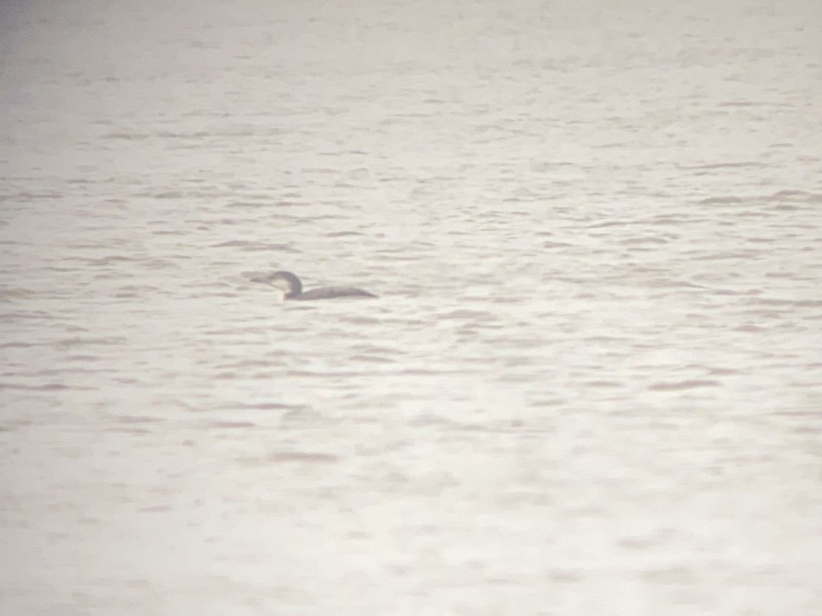 Common Loon - ML646521942