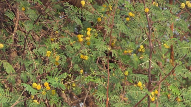 Саїманга довгохвоста - ML646521945