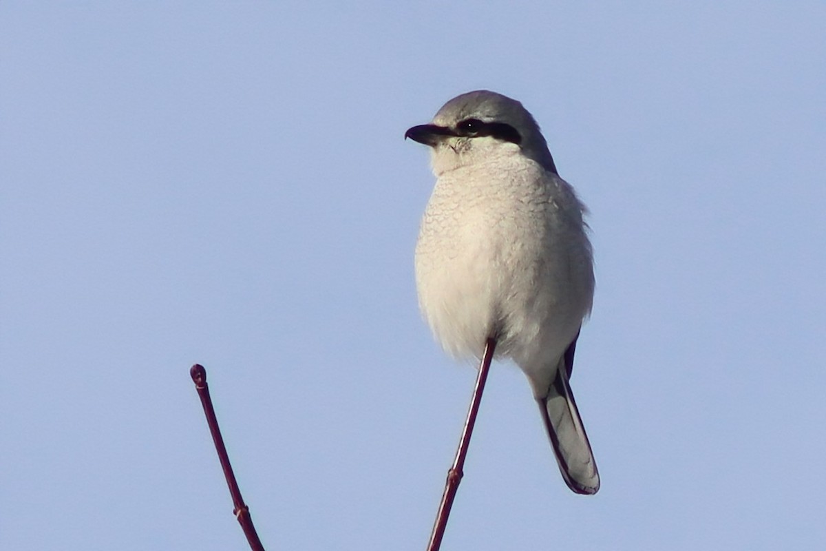 オオモズ - ML646521946