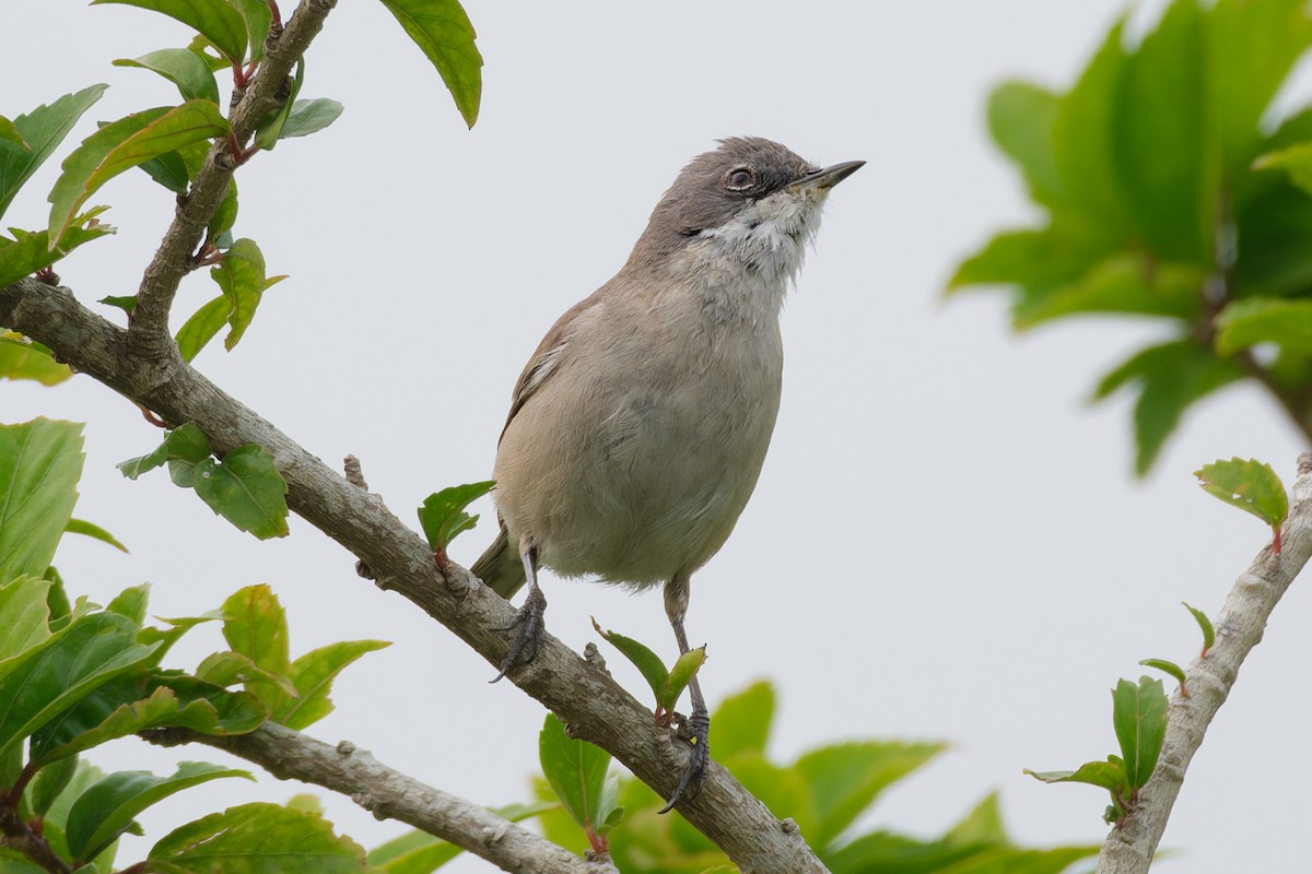 Küçük Ak Gerdanlı Ötleğen - ML646521947