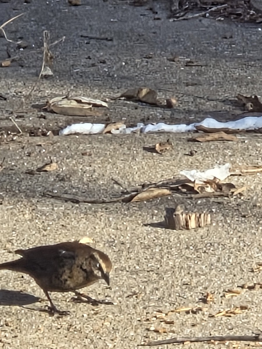 Pas Rengi Karatavuk - ML646521948