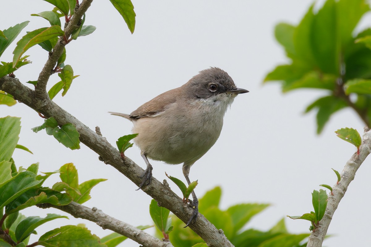 Küçük Ak Gerdanlı Ötleğen - ML646521949