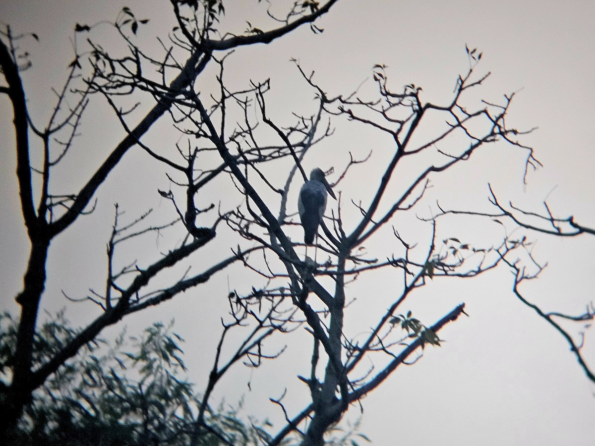 Asian Openbill - ML646521952