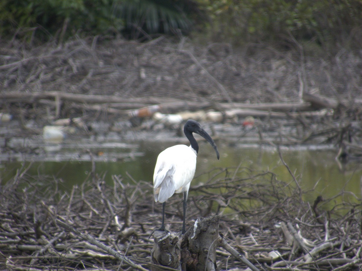 Black-headed Ibis - ML646521953