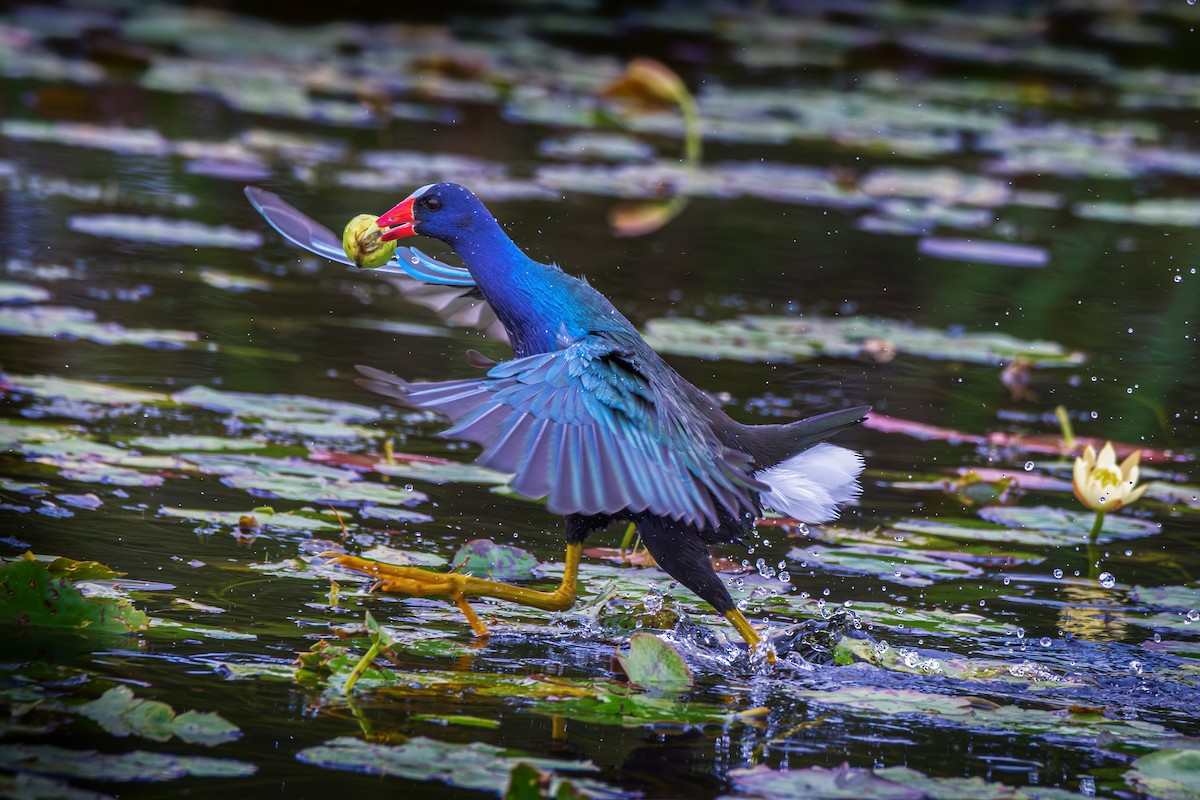 アメリカムラサキバン - ML646521954