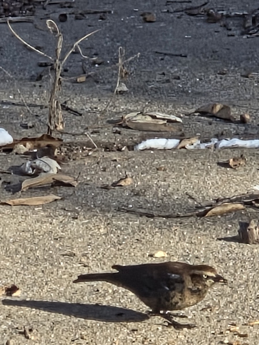 Pas Rengi Karatavuk - ML646521962