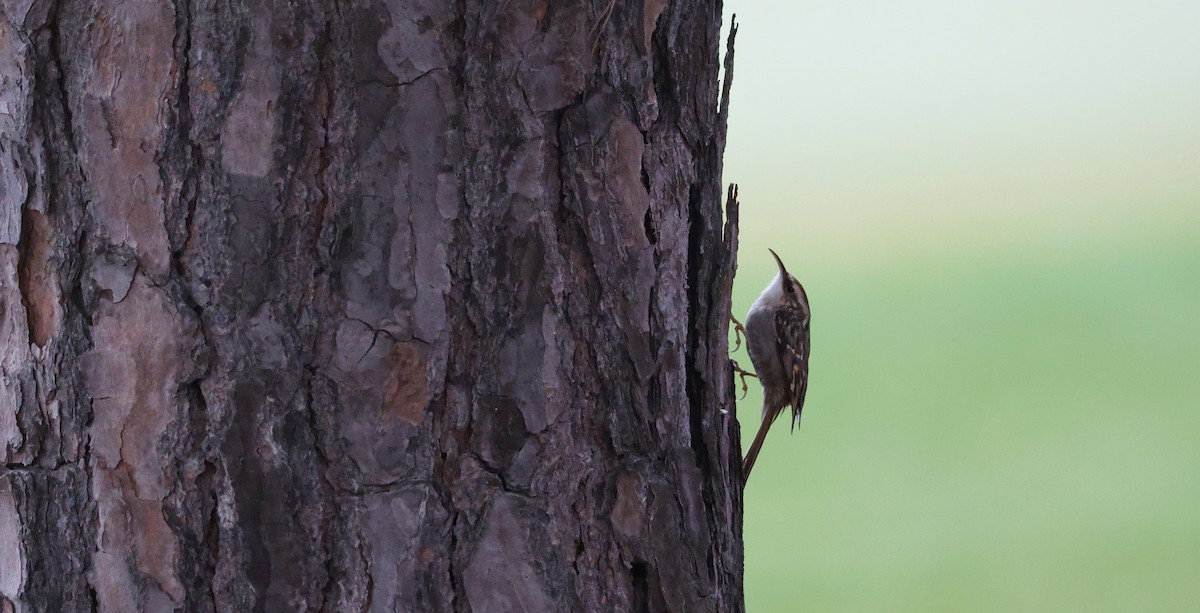 Gartenbaumläufer - ML646521976