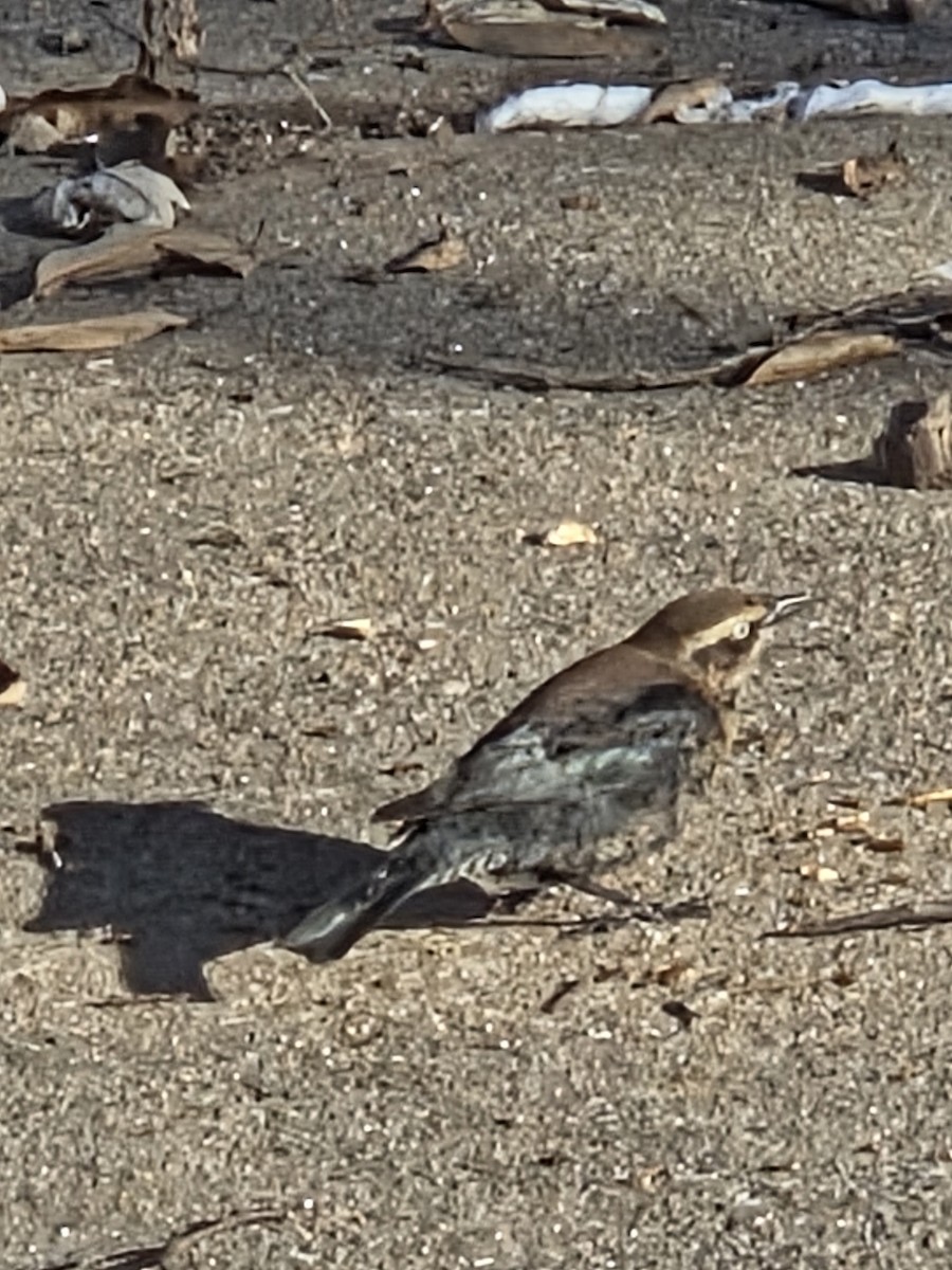 Pas Rengi Karatavuk - ML646521977