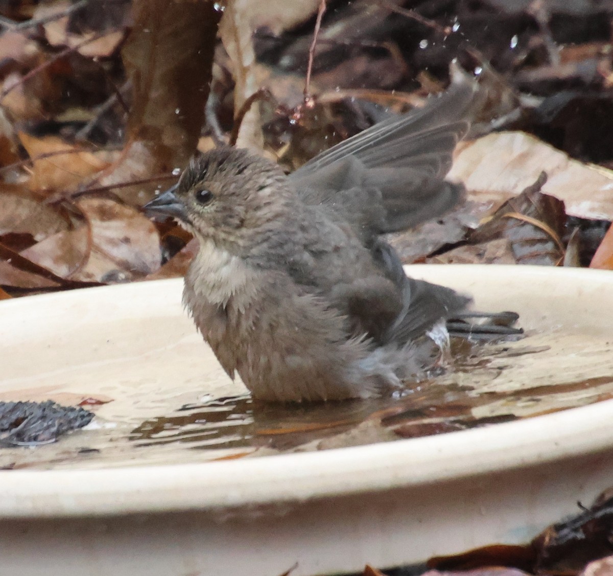 Brown-headed Cowbird - ML646521979