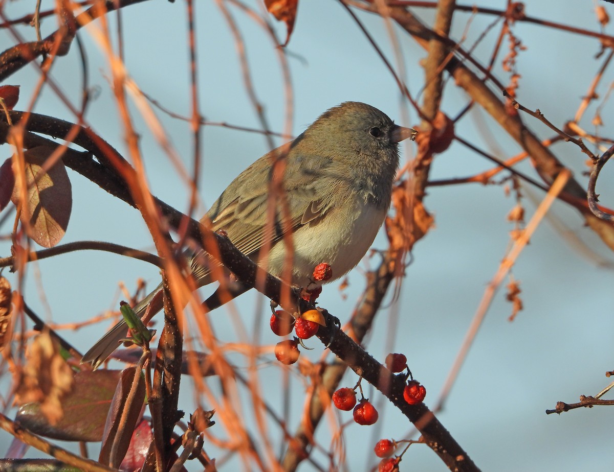 Dark-eyed Junco - ML646521980