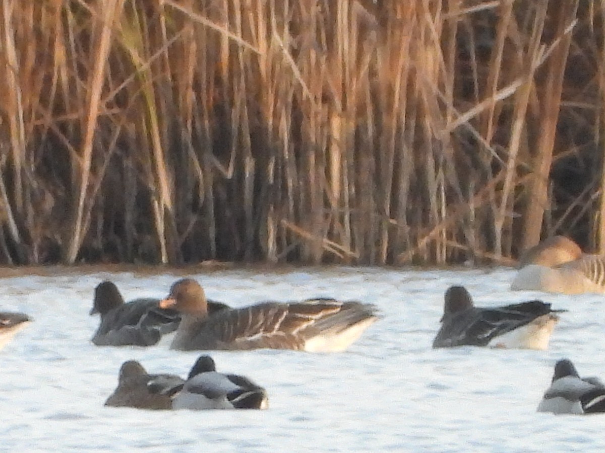 husa tundrová - ML646521982