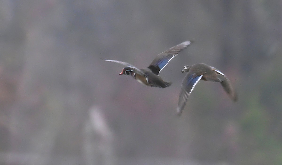 Wood Duck - ML646521983