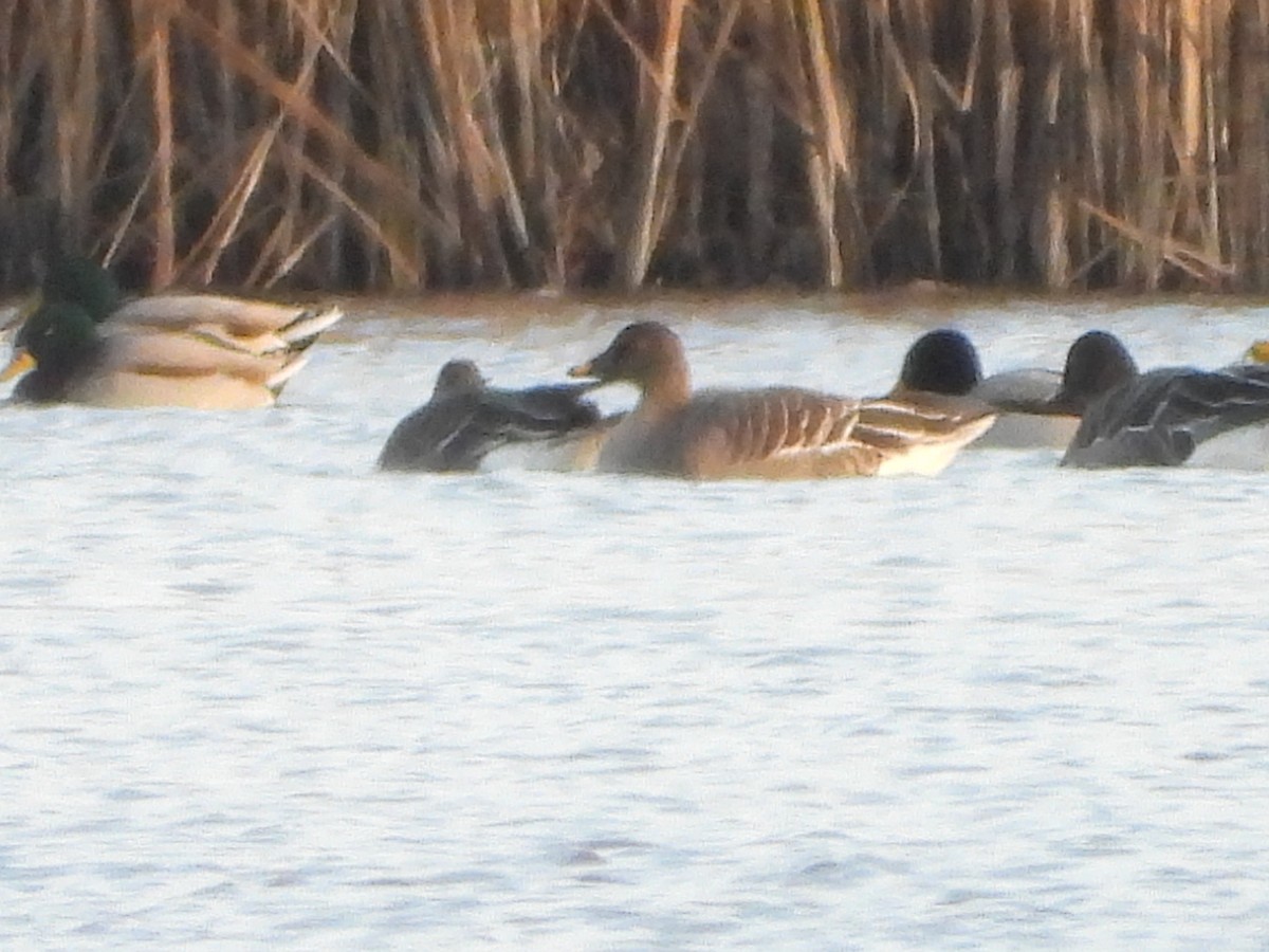 husa tundrová - ML646521988