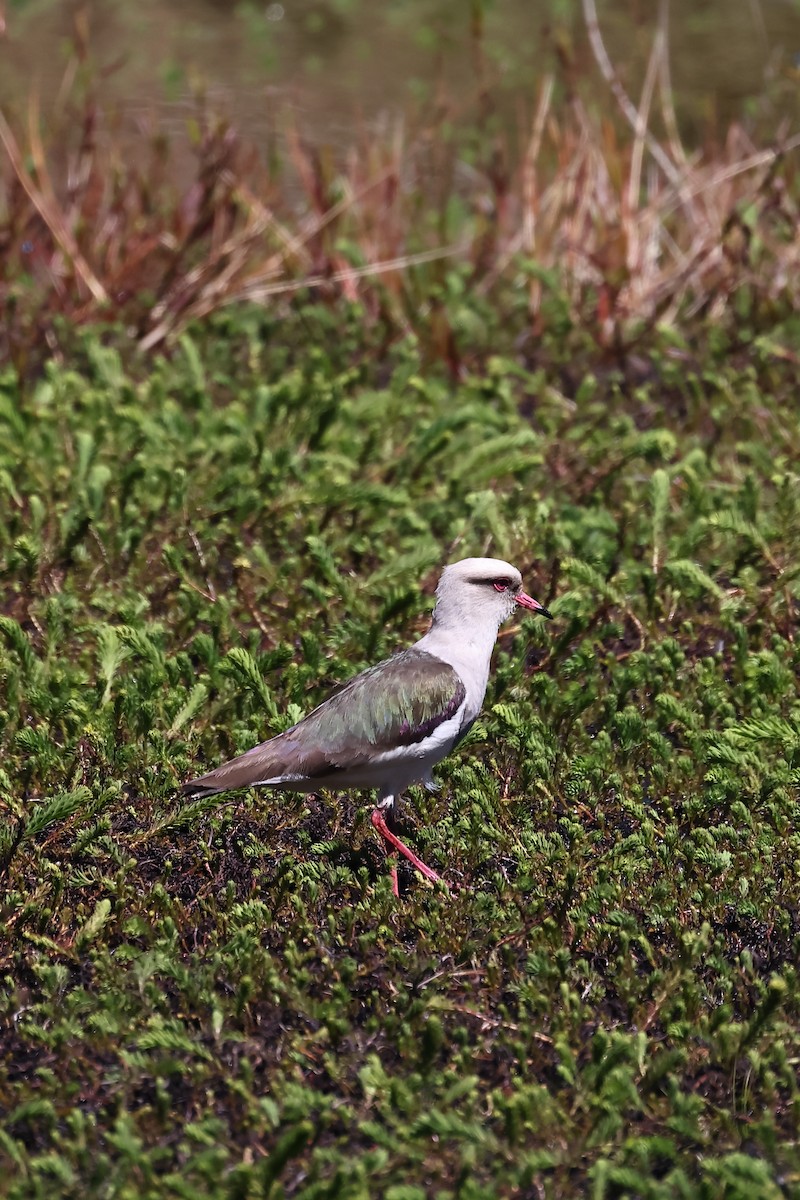 Andean Lapwing - ML646521990