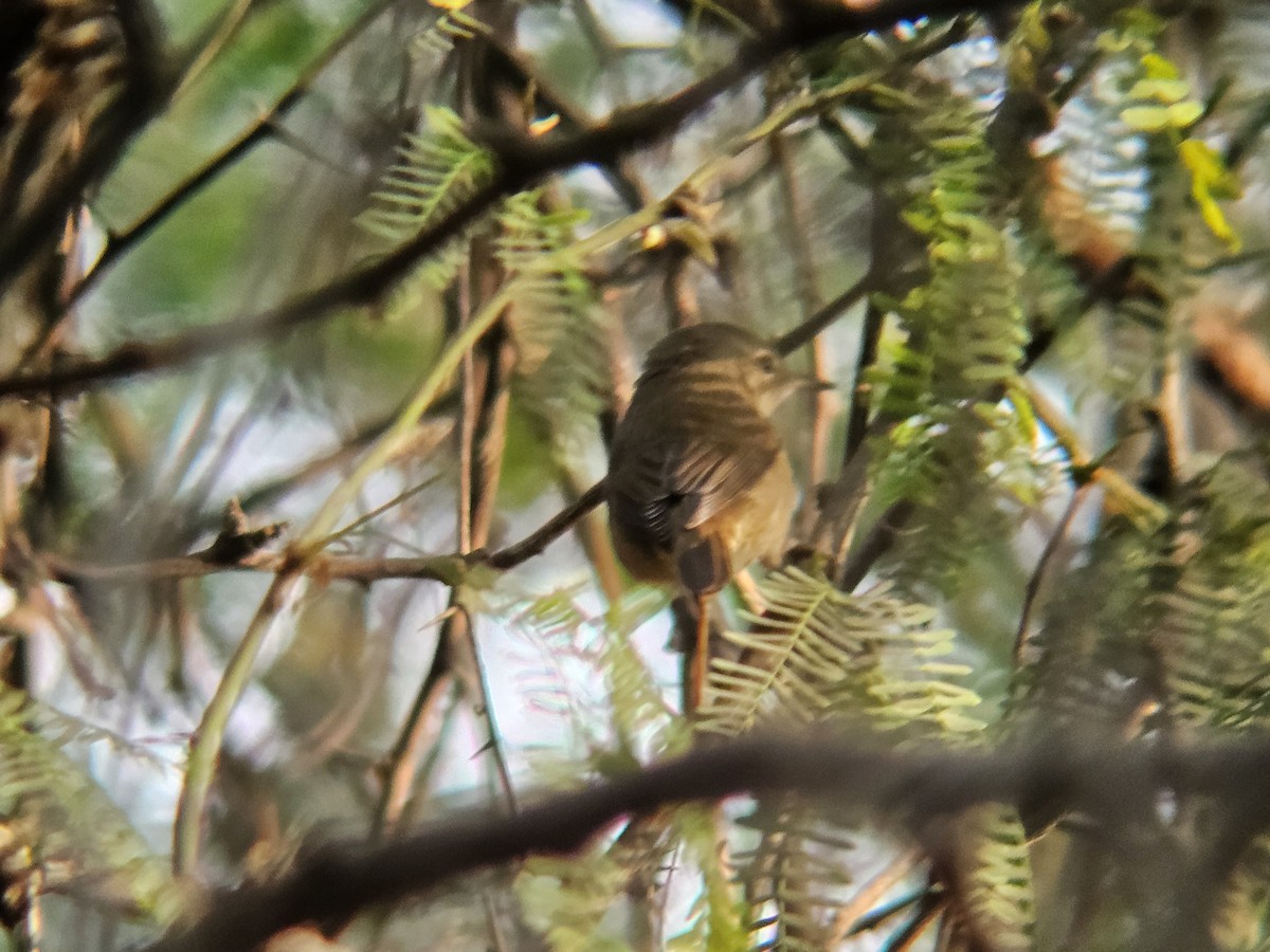 布氏葦鶯 - ML646521991