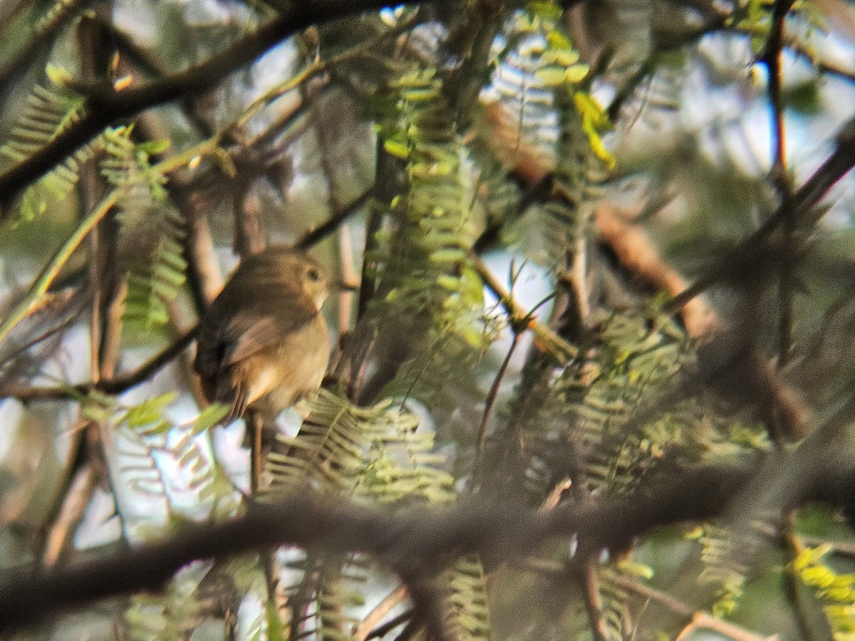 布氏葦鶯 - ML646521992