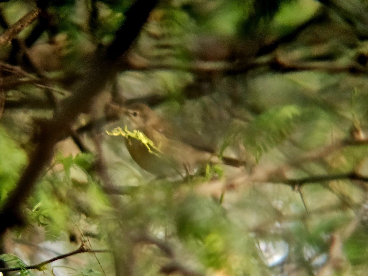 布氏葦鶯 - ML646521993