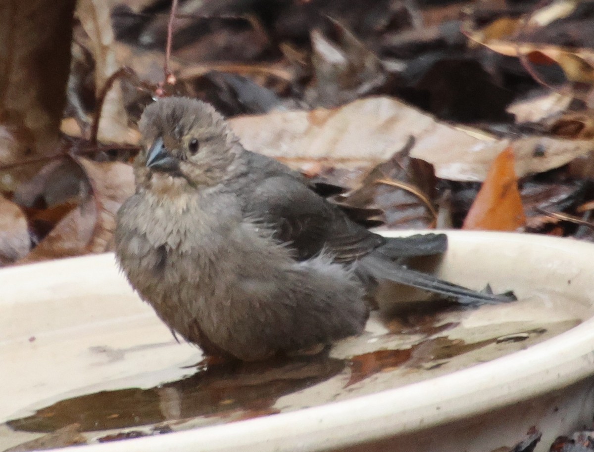 Brown-headed Cowbird - ML646521994