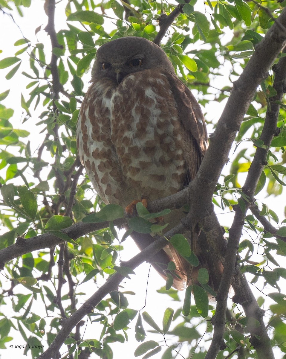 Karaca Bubuk - ML646522004