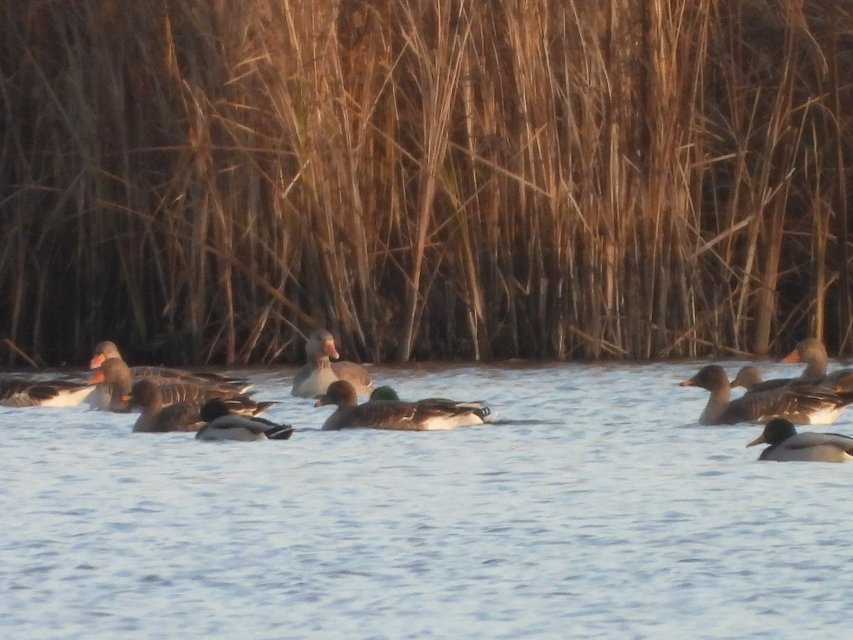 husa tundrová - ML646522009