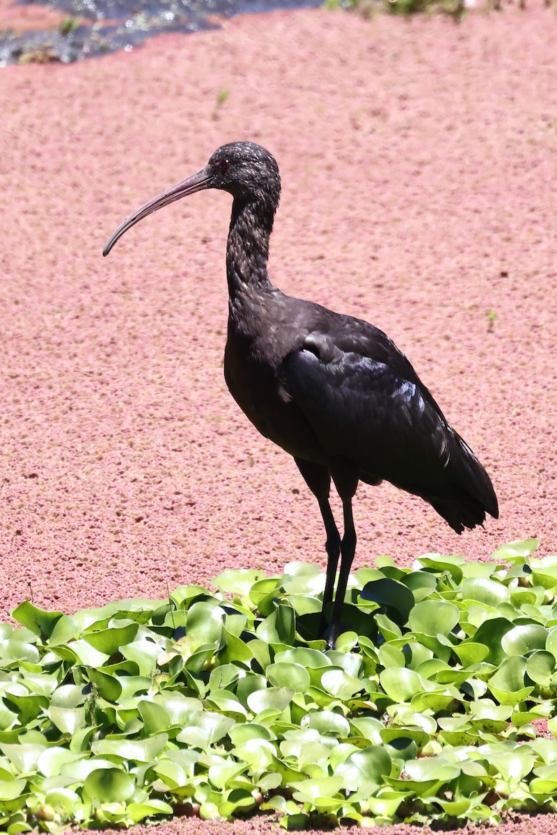 Puna Ibis - ML646522012