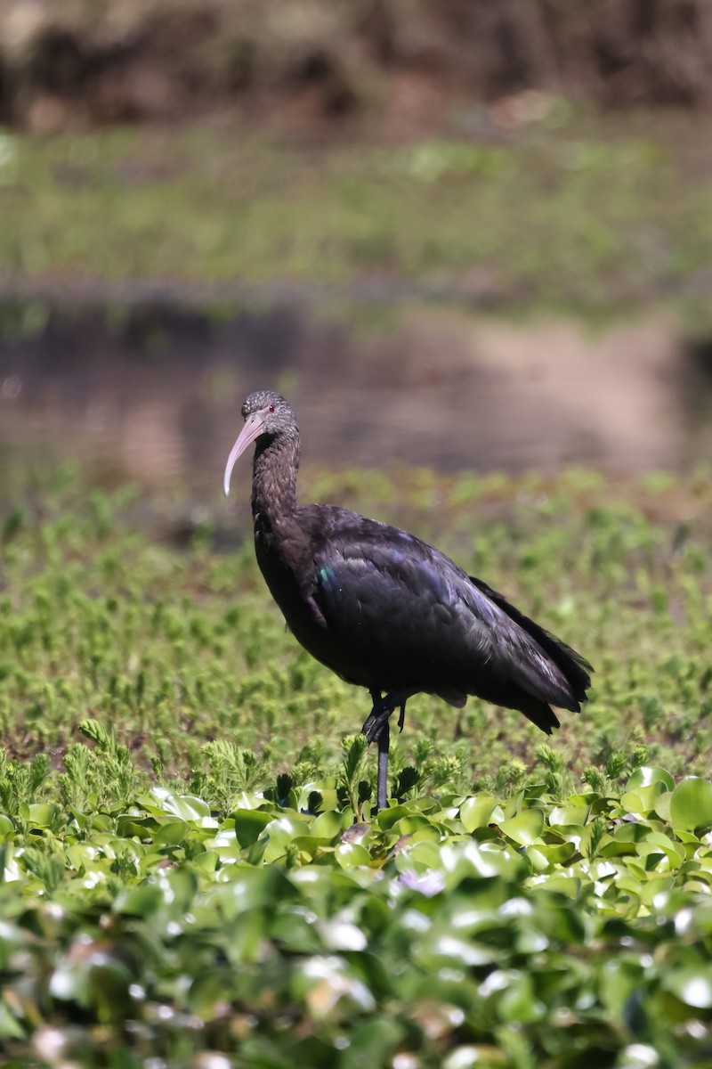 Puna Ibis - ML646522013